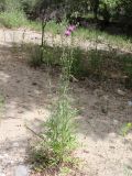 Centaurea adpressa