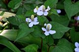 Houttuynia cordata