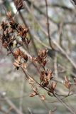 Syringa persica