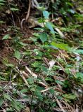 Leucas decemdentata