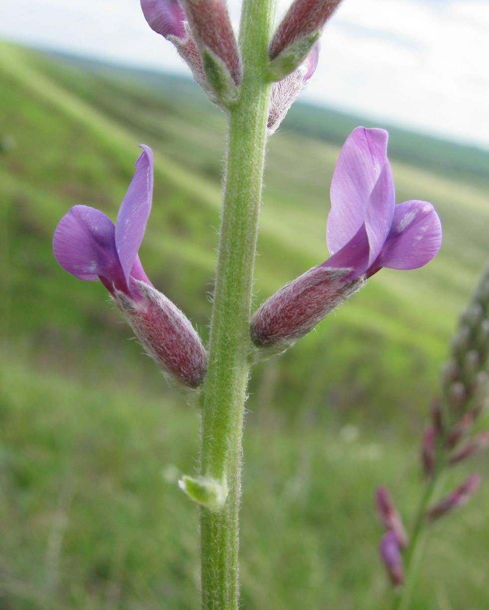 Image of Oxytropis knjazevii specimen.