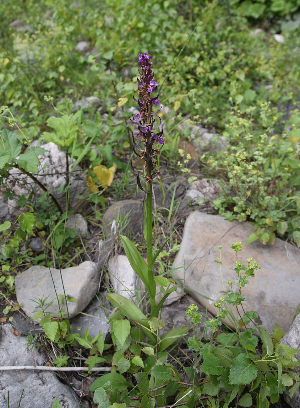 Изображение особи род Dactylorhiza.