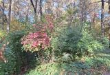 Viburnum dentatum