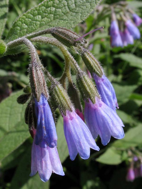 Изображение особи Symphytum azureum.