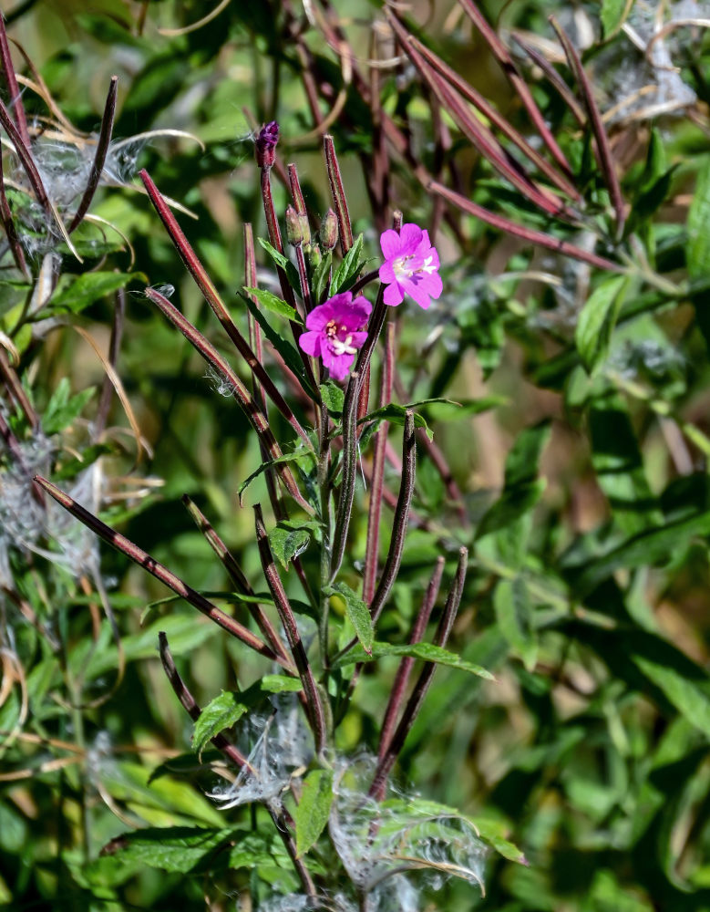 Image of Epilobium hirsutum specimen.