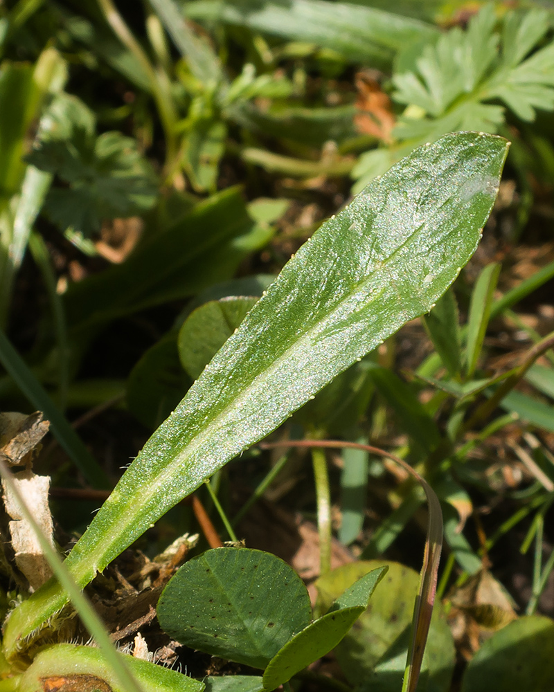 Изображение особи Campanula ciliata.