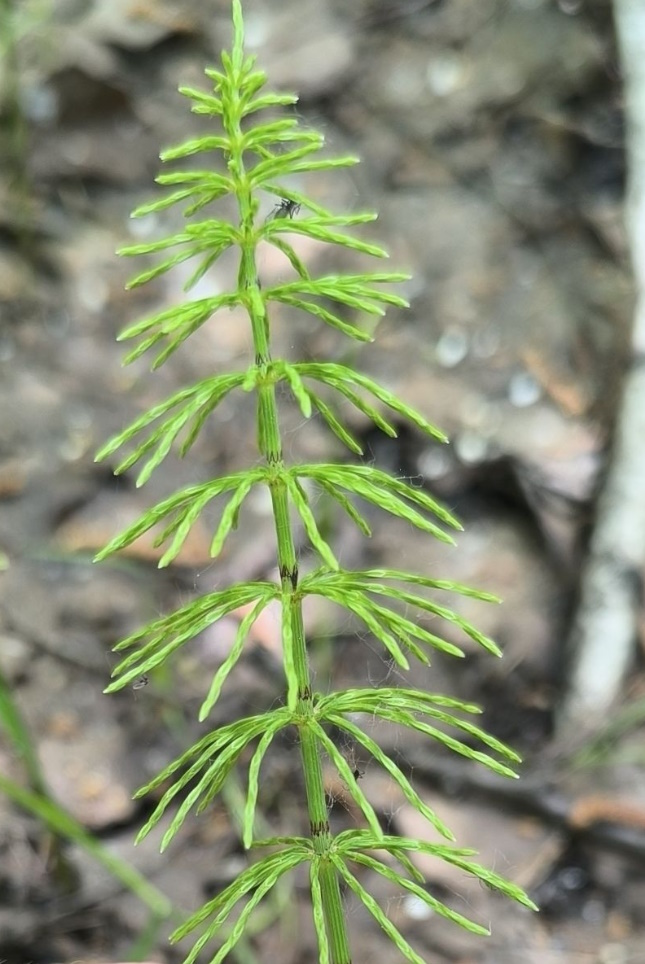 Image of Equisetum pratense specimen.