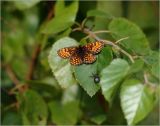 Betula pubescens. Часть побега с сидящими на листе пауком и бабочкой-нимфалидой (Melitaea cinxia). Московская обл., Раменский р-н, окр. ж.-д. плат. Хрипань, просека под ЛЭП. 08.07.2011.