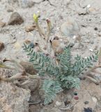род Astragalus