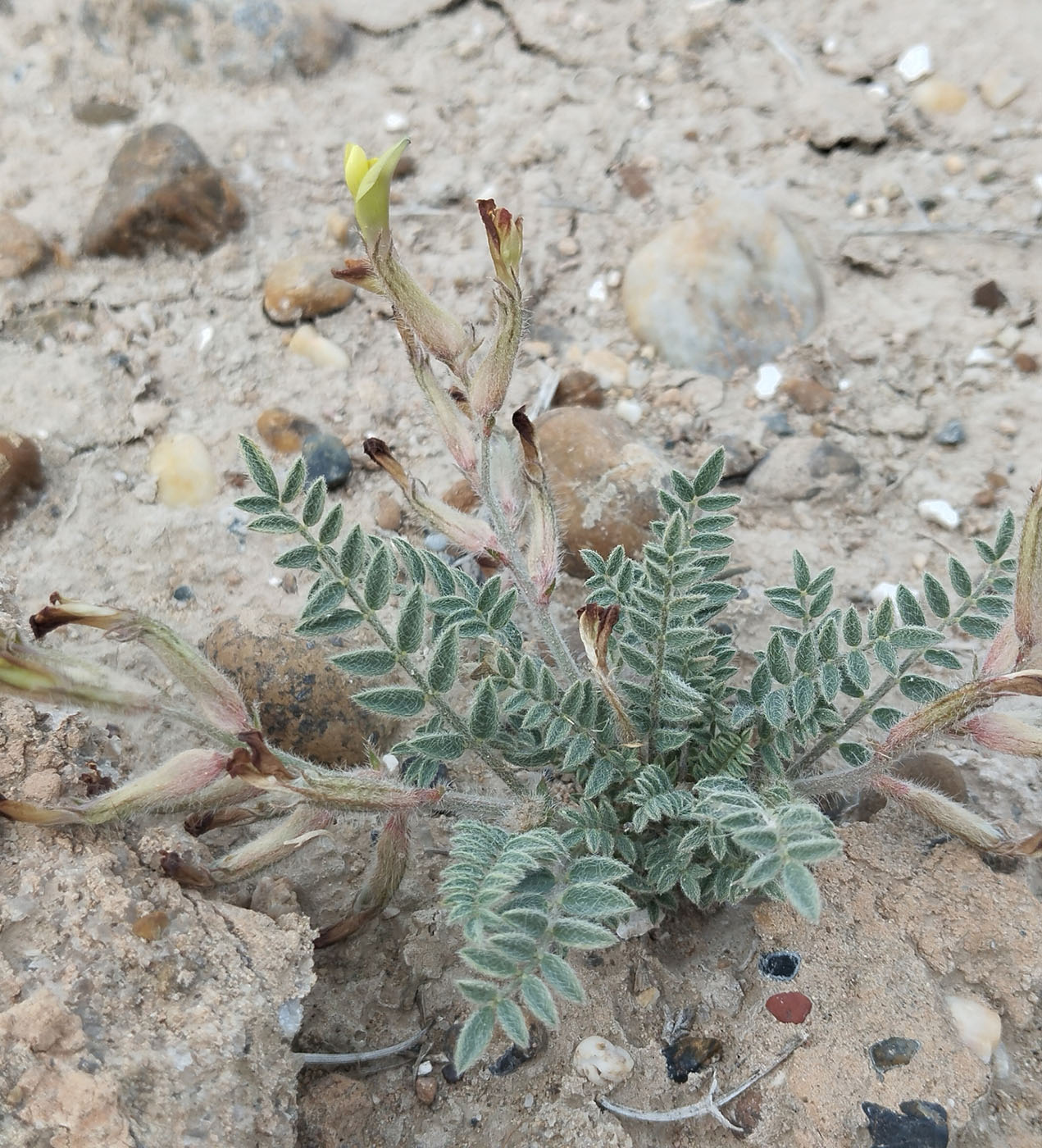 Изображение особи род Astragalus.