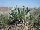 Helichrysum arenarium