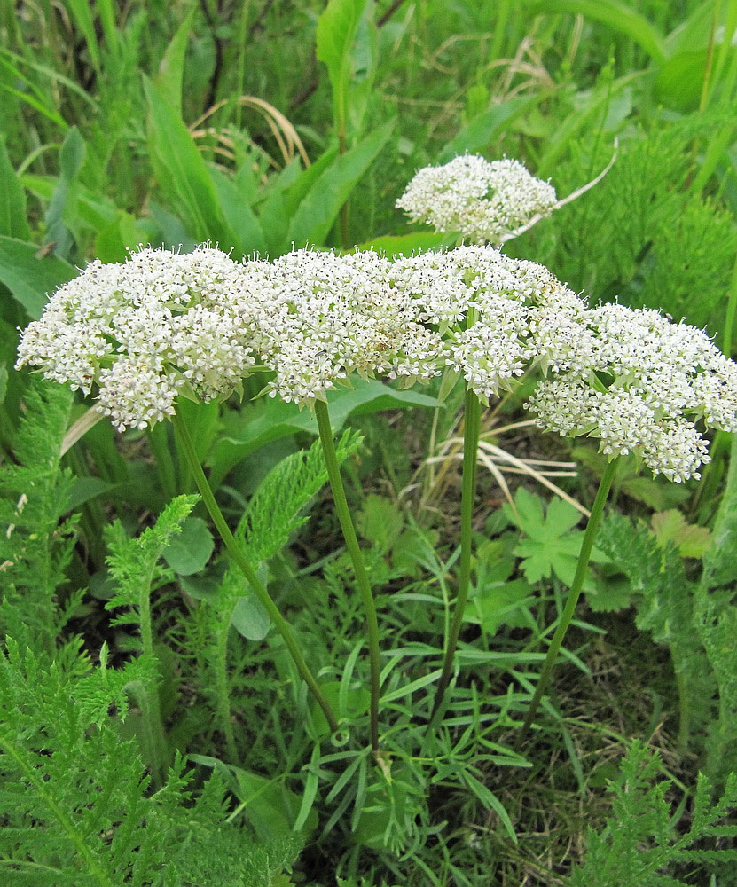 Изображение особи Pachypleurum alpinum.