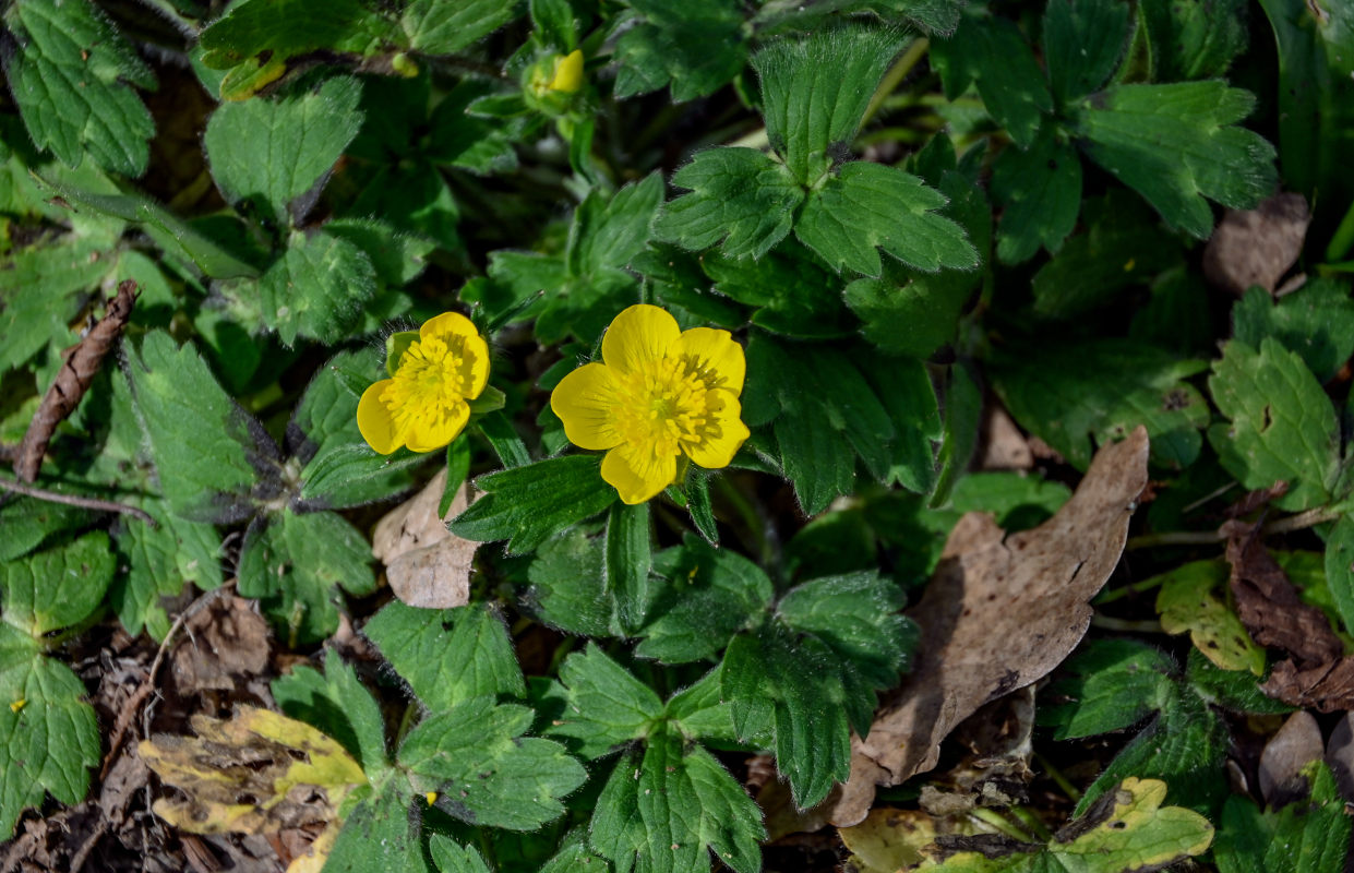 Image of Ranunculus constantinopolitanus specimen.