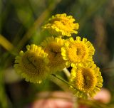 Tanacetum kittaryanum. Соцвтия. Оренбургская обл., Саракташский р-н, Жёлтинский сельсовет, окр. Кандуровского карьера, каменистая степь. 29 мая 2024 г.