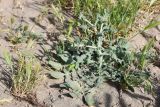 Centaurea belangeriana. Вегетирующее растение (в сообществе с Hordeum leporinum). Таджикистан, Хатлонская обл., р-н Джайхун, окр. с. Нижний Пяндж, пустыня Карадум, грядово-бугристые пески. 15 апреля 2025 г.