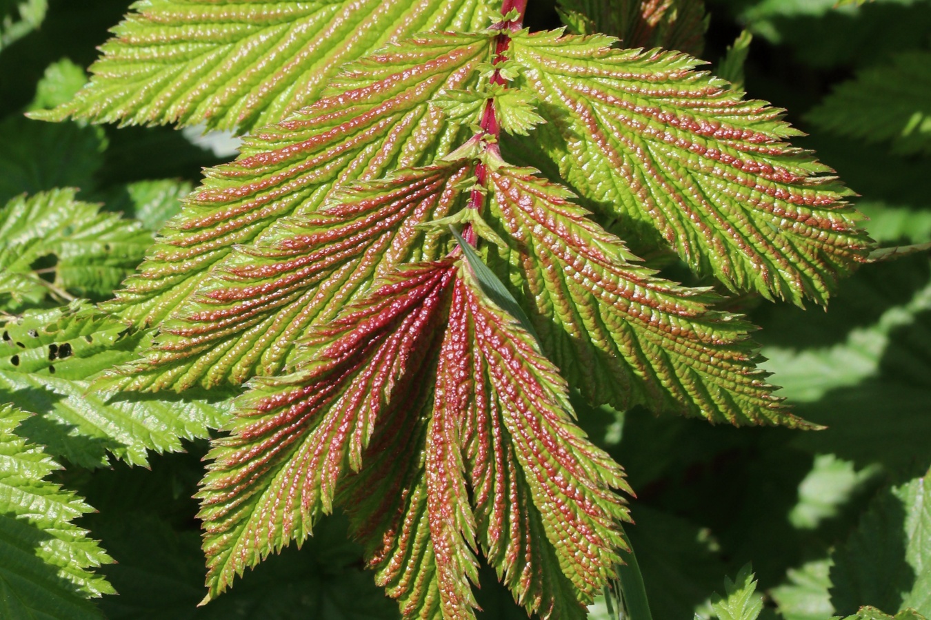 Image of Filipendula ulmaria ssp. denudata specimen.