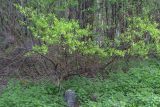 Salix phylicifolia. Вегетирующее растение. Мурманск, Октябрьский р-н, берёзовый лес. 09.06.2025.