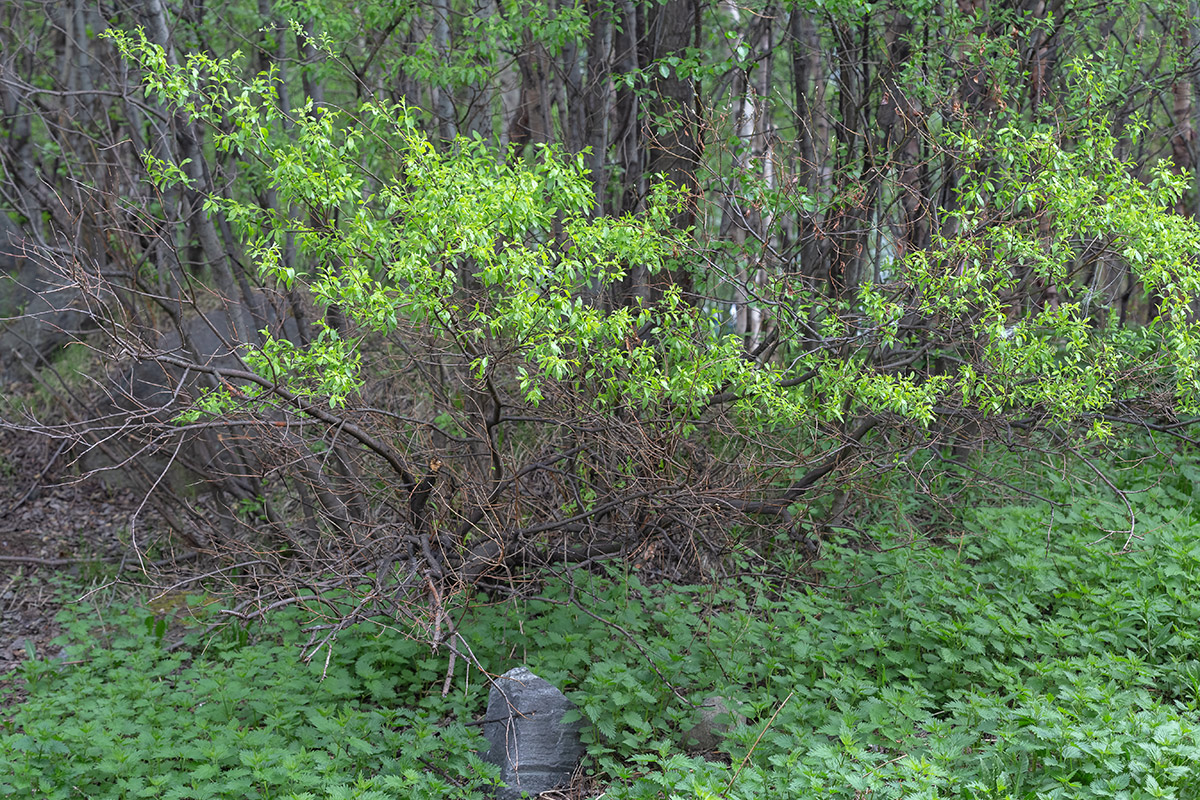 Image of Salix phylicifolia specimen.