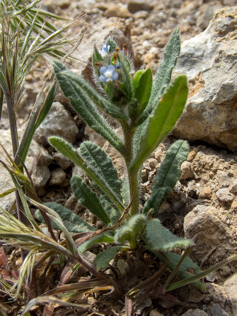 Image of genus Anchusa specimen.