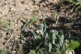 unknown species. Растение с развивающимся соцветием. Турция, ил Ван, р-н Битлис, восточный склон горы Немрут, сырт Магара, горная степь, дно сухого оврага. 21 мая 2025 г.