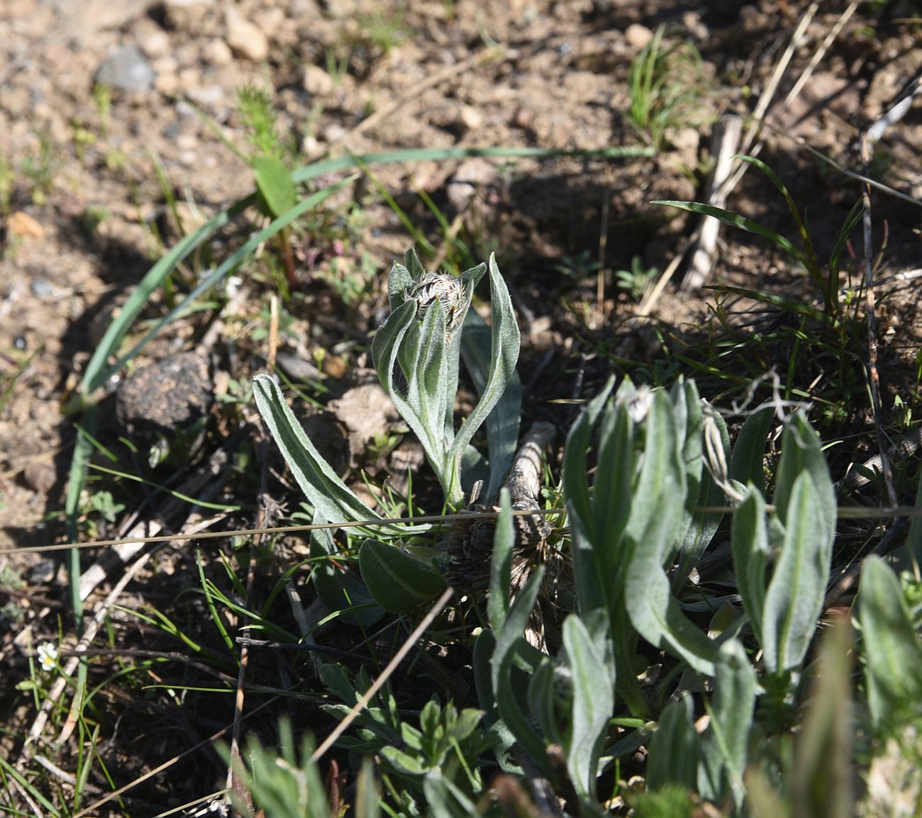 Image of Unknown species specimen.