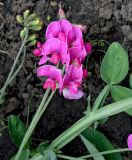 Lathyrus latifolius