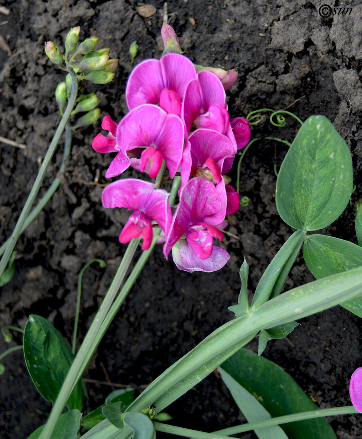Изображение особи Lathyrus latifolius.
