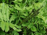 Onoclea sensibilis. Фертильная и стерильные вайи. Хабаровский край, окр. г. Комсомольск-на-Амуре, кедрово-широколиственный лес. 06.08.2025.