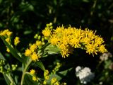Solidago canadensis