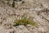Cyperus michelianus