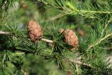 род Larix