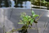 Rorippa amphibia