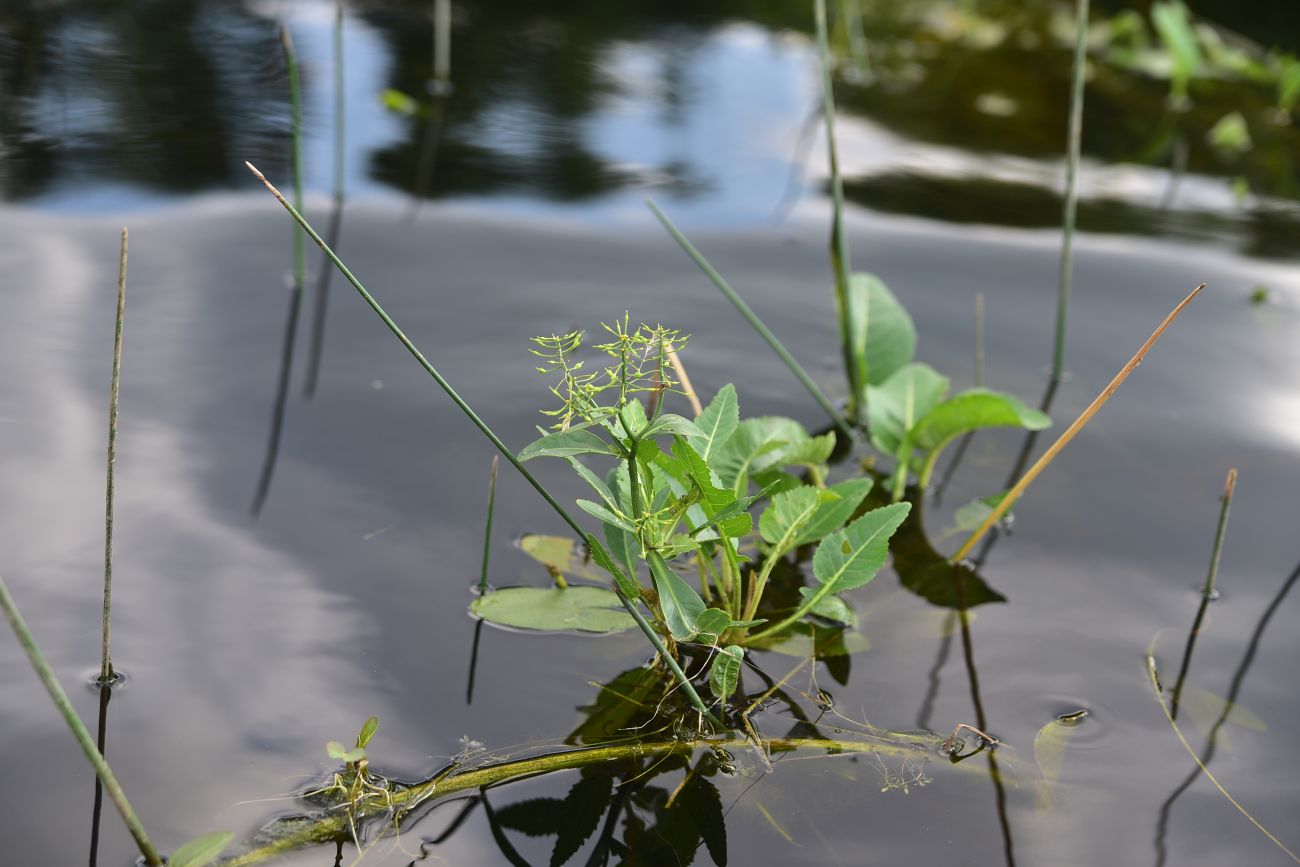 Image of Rorippa amphibia specimen.