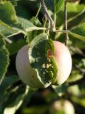 Malus domestica