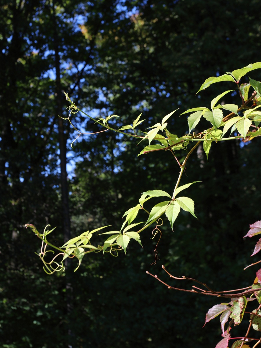 Изображение особи Parthenocissus inserta.