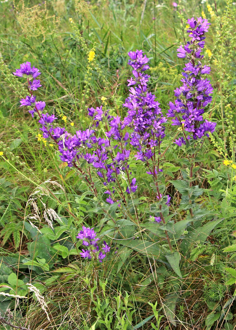 Image of Campanula glomerata specimen.