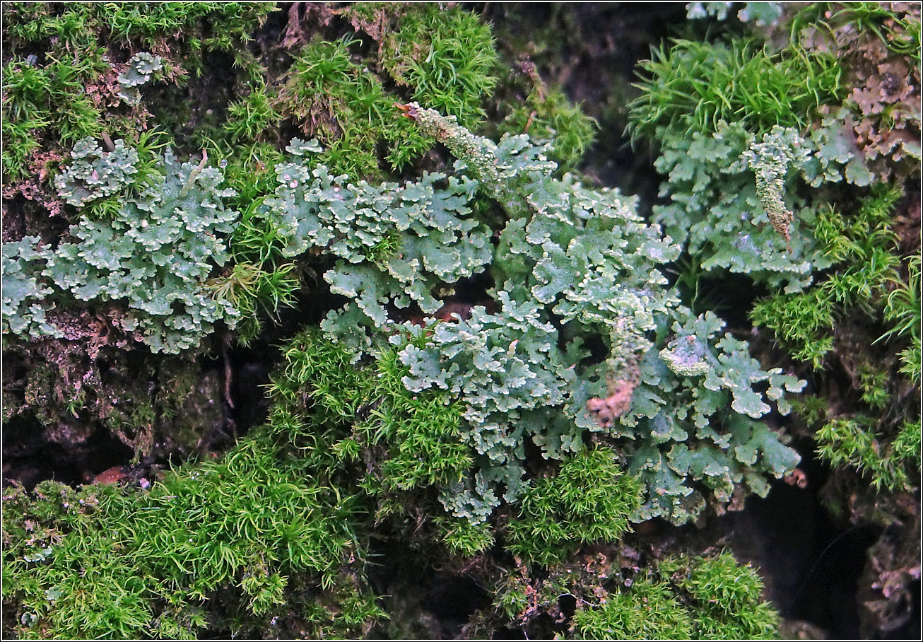 Image of genus Cladonia specimen.
