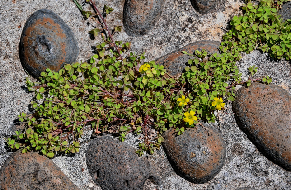 Image of Oxalis corniculata specimen.