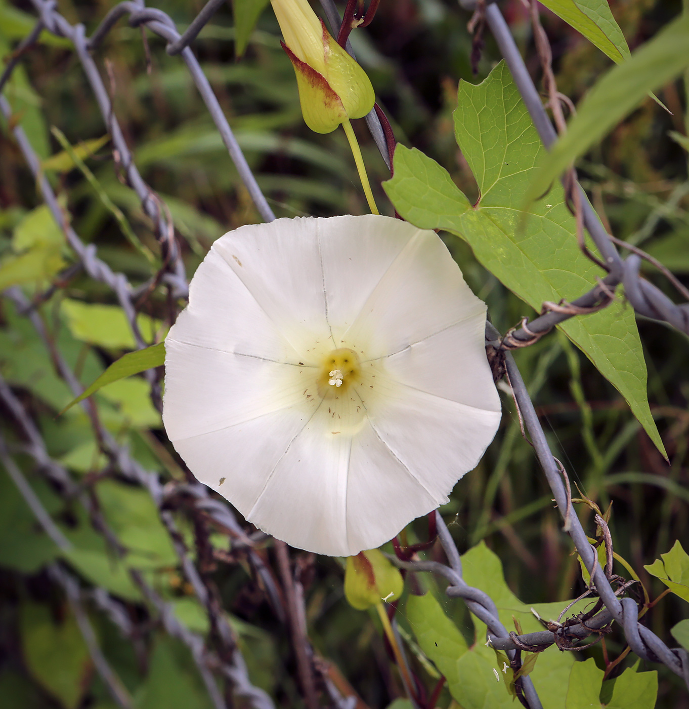 Image of Calystegia silvatica specimen.