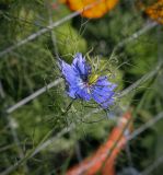 Nigella damascena. Цветок. Абхазия, Гагрский р-н, с. Лдзаа, цветник. 09.06.2025.