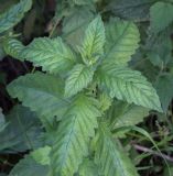 Lycopus europaeus. Верхушка вегетирующего растения. Абхазия, Гудаутский р-н, окр. с. Лдзаа, берег речки. 08.06.2025.