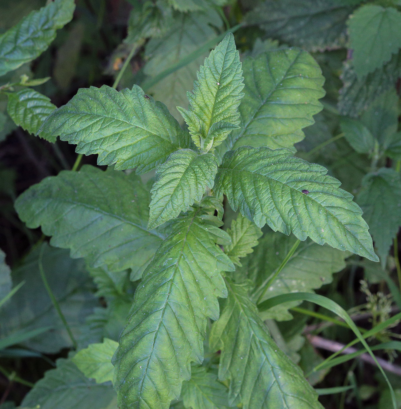 Изображение особи Lycopus europaeus.