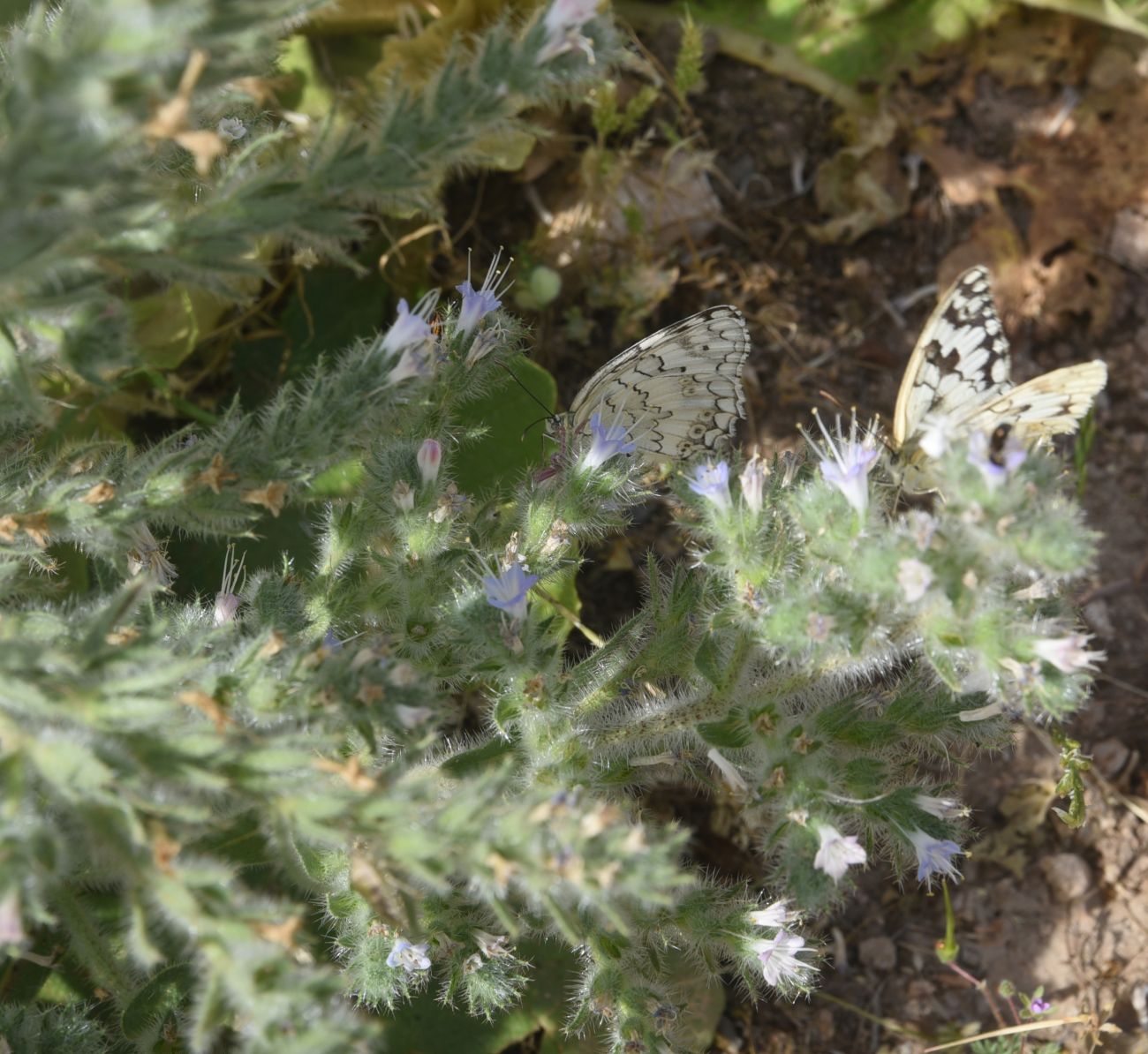 Image of Echium biebersteinii specimen.