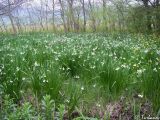 Leucojum aestivum. Аспект цветущего белоцветника. Крым, Байдарская долина, окр. с. Орлиное, берег р. Курулюк-Су. 08.05.2010.