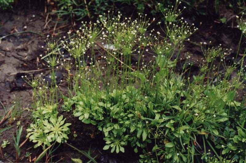 Image of Androsace filiformis specimen.