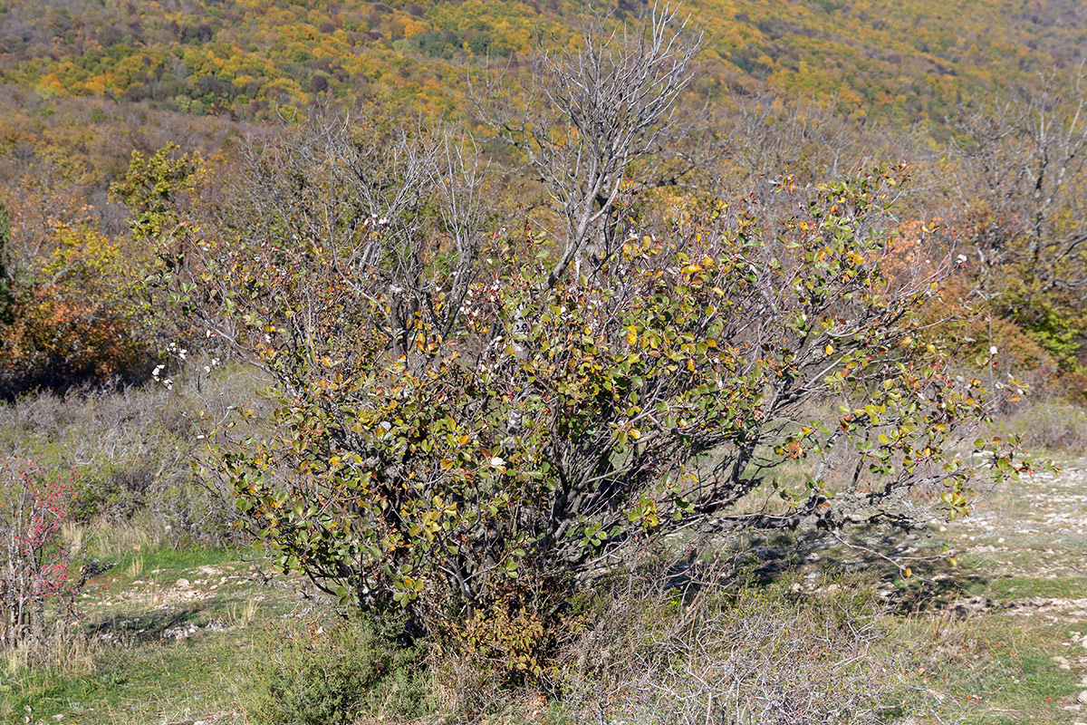 Изображение особи Sorbus taurica.