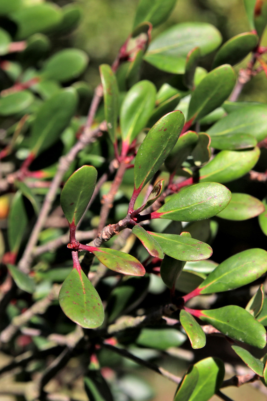 Image of Ternstroemia gymnanthera specimen.