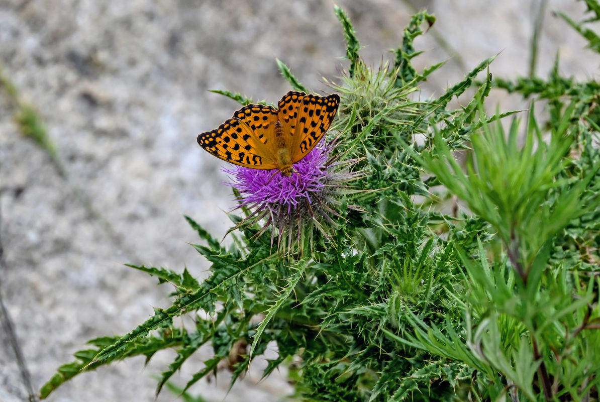 Изображение особи род Cirsium.