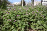 Geranium molle