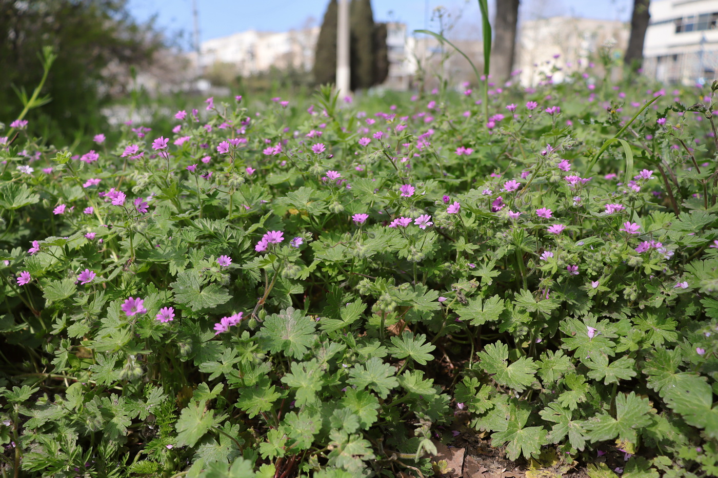 Изображение особи Geranium molle.